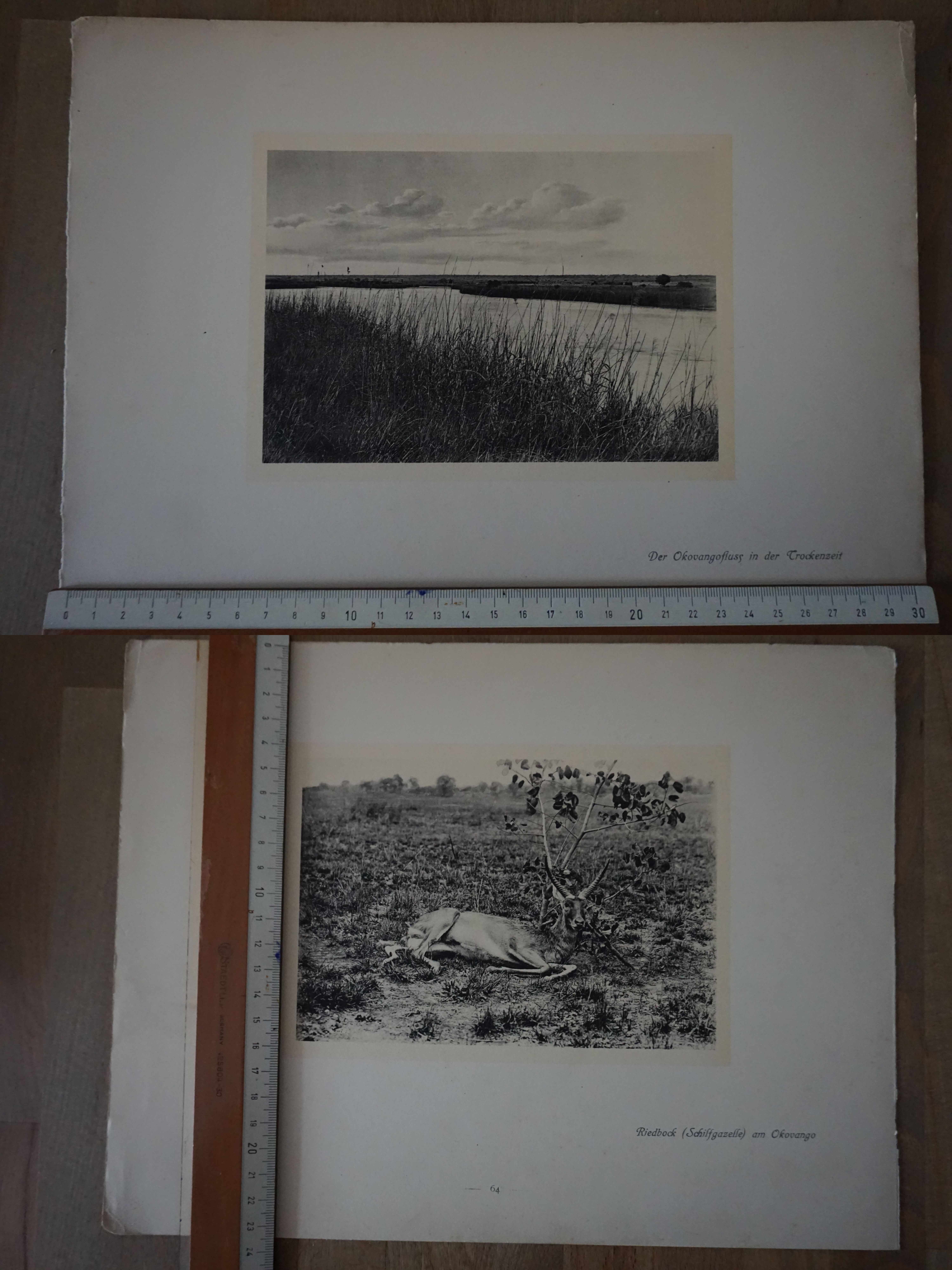 Orig. Druck Aufnahme Okovangofluss Riedbock Schilfgazelle Okovango Windhuk G2020-10-20-032