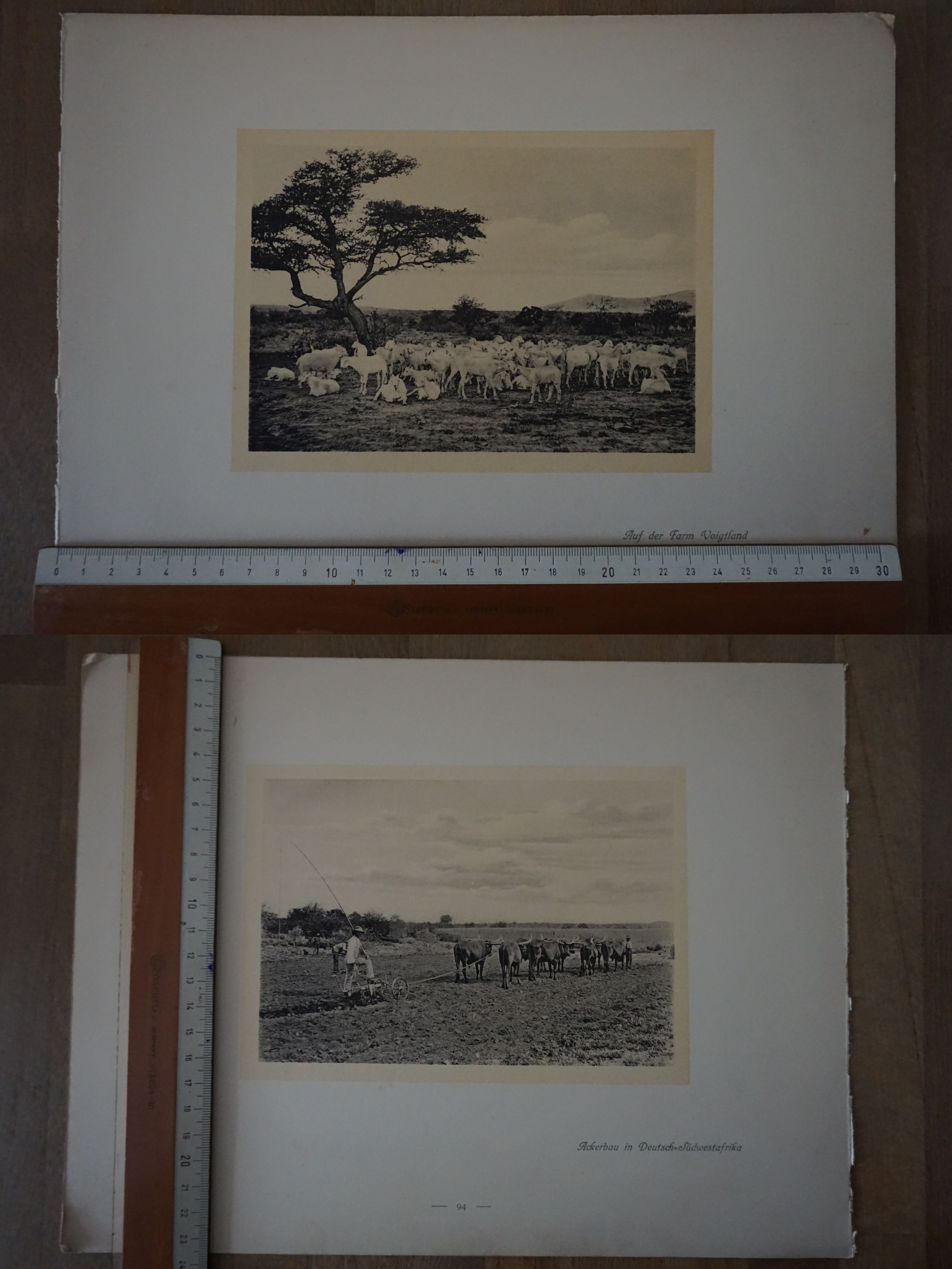 Orig. Druck Aufnahme Farm Voigtland Ackerbau in Deutsch Südwestafrika Windhuk G2020-10-20-047